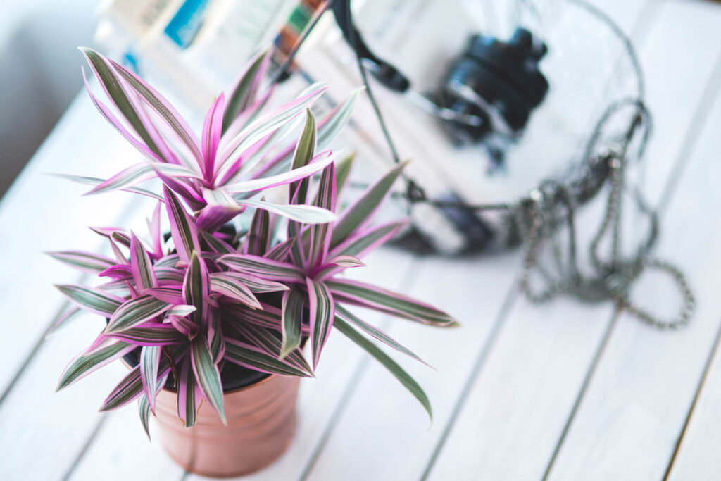 Purple and green rhoeo plant in a pot on outdoor table