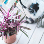 Purple and green rhoeo plant in a pot on outdoor table